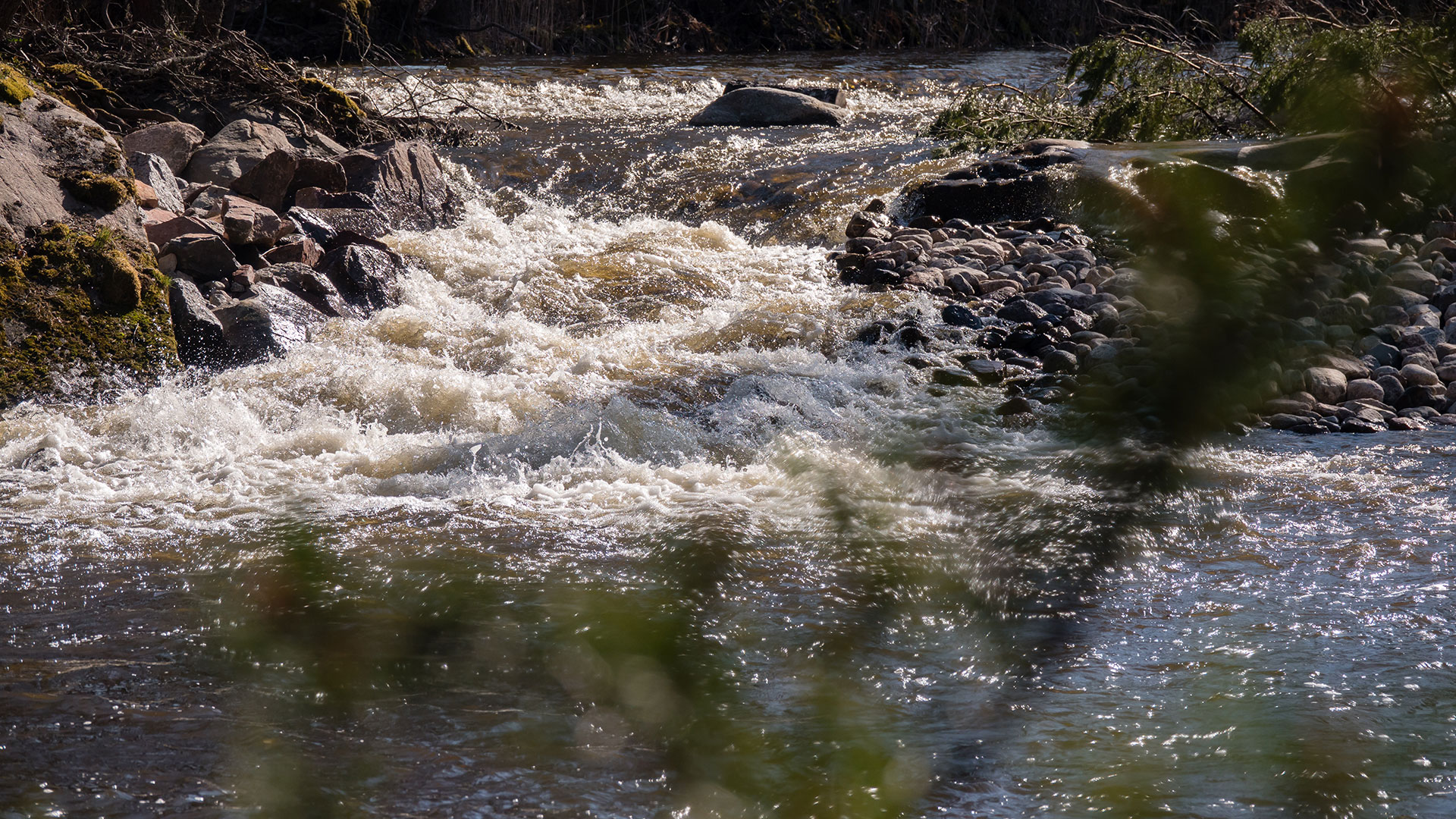 Applying environmental DNA analysis brings accuracy into measuring and ...
